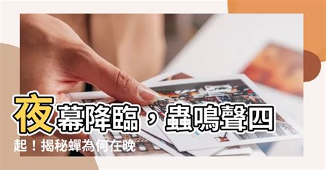 晚上蟬叫|蟬會在晚上叫嗎？